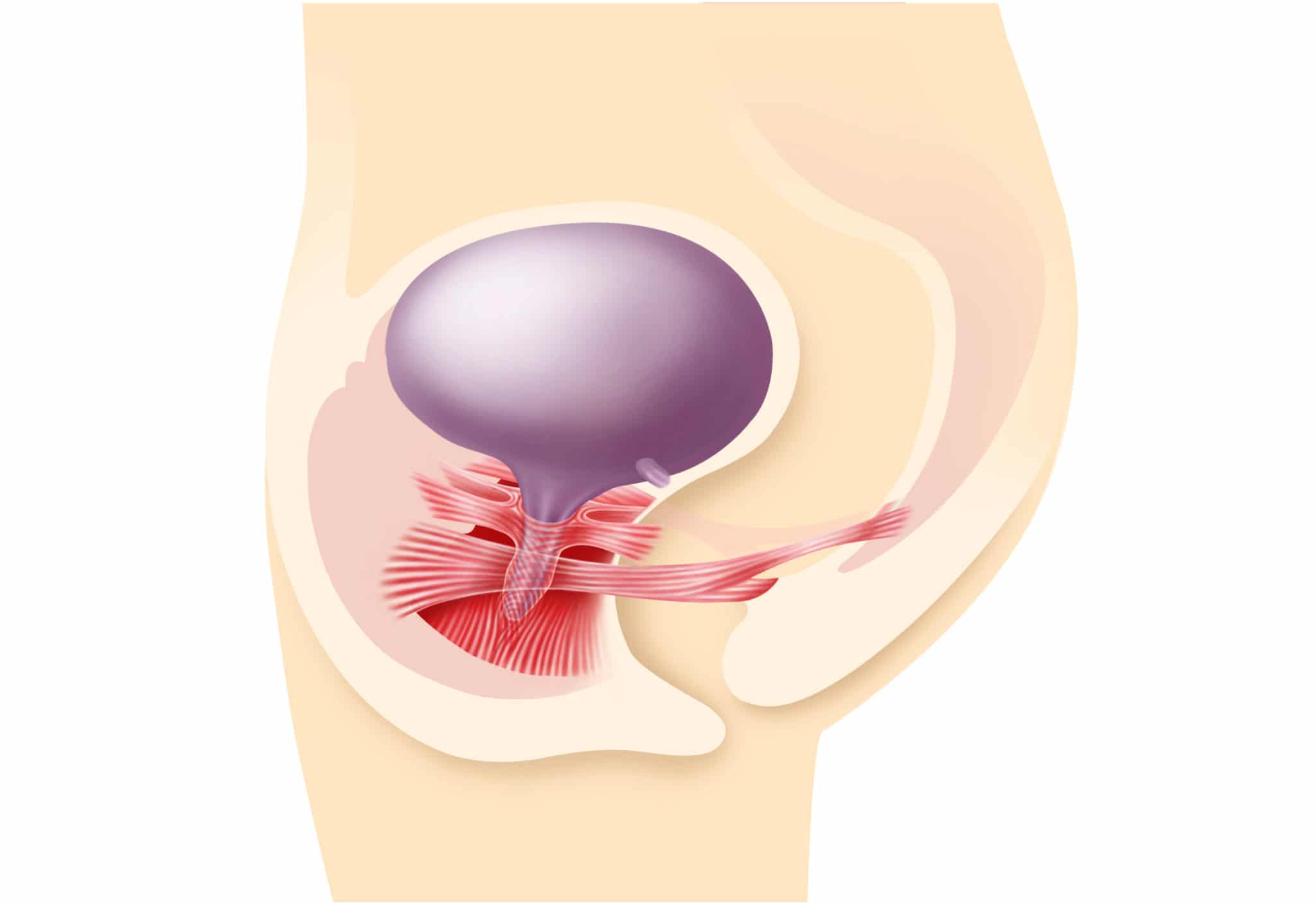 blasenmuskulatur beckenboden anatomie